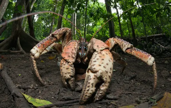 Coconut Crab by pbsnature