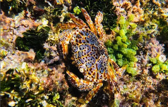 Reef Crab by @mary.tsiyown