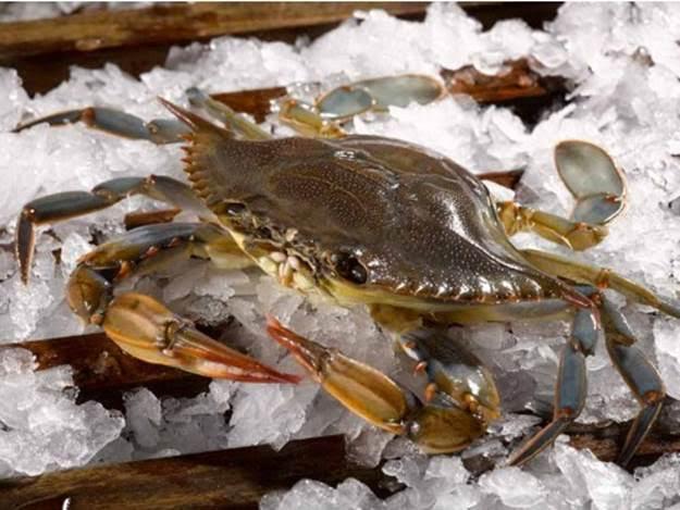 Soft-Shell Crab by to-table.com